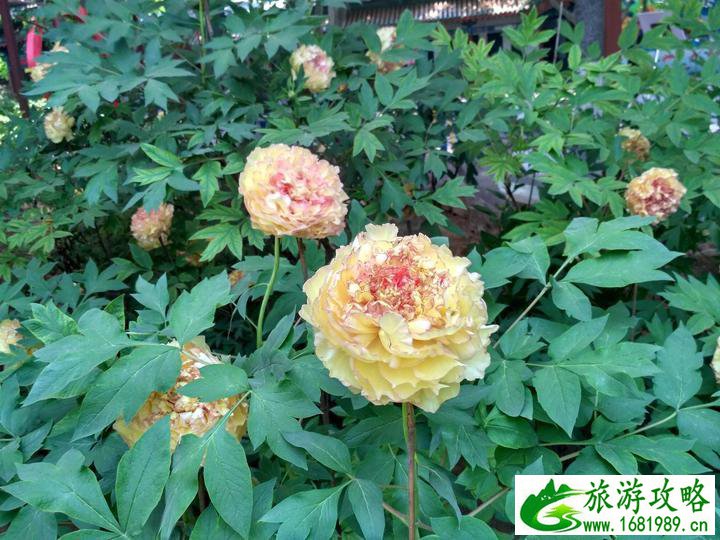 洛阳有哪些好玩的景点 洛阳有哪些好玩的景点