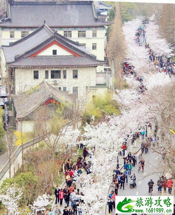 国内除了武大樱花还有那些大学有樱花 国内除了武大樱花还有那些大学有樱花