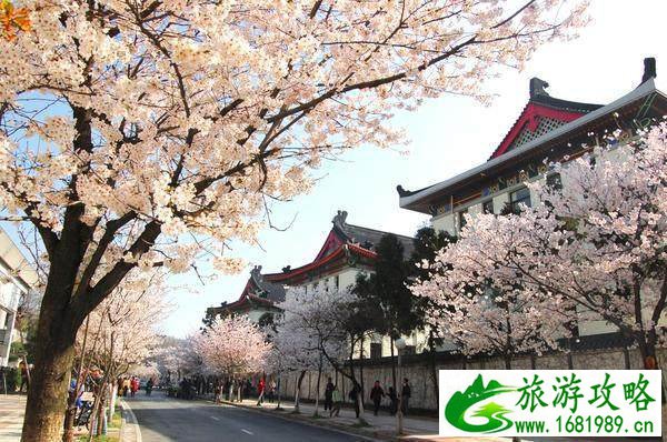 国内除了武大樱花还有那些大学有樱花 国内除了武大樱花还有那些大学有樱花