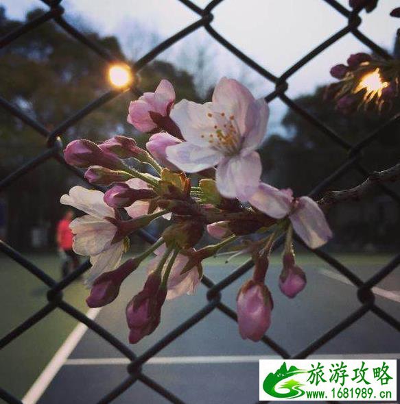国内除了武大樱花还有那些大学有樱花 国内除了武大樱花还有那些大学有樱花
