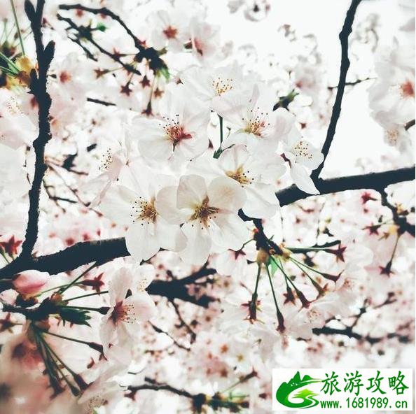 国内除了武大樱花还有那些大学有樱花 国内除了武大樱花还有那些大学有樱花