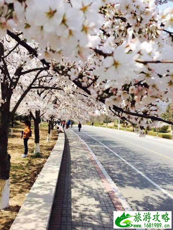 国内除了武大樱花还有那些大学有樱花 国内除了武大樱花还有那些大学有樱花