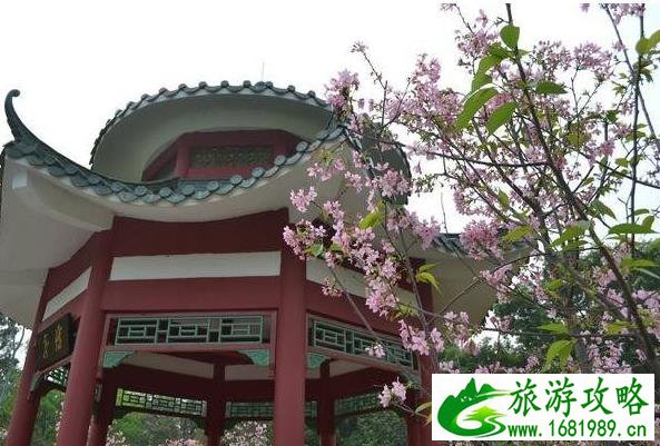 国内除了武大樱花还有那些大学有樱花 国内除了武大樱花还有那些大学有樱花