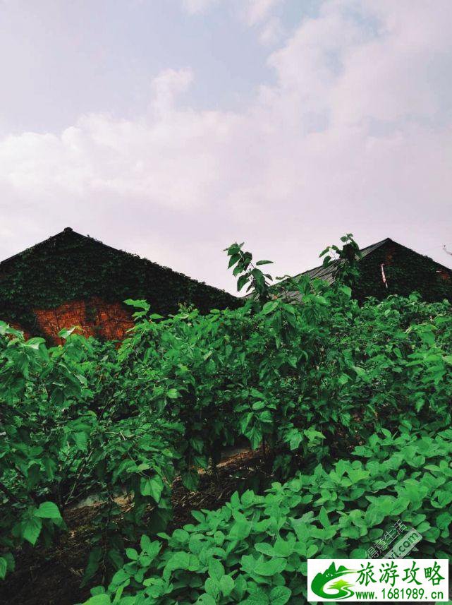 武汉周边采摘游 武汉采摘旅游攻略 武汉周边采摘游 武汉采摘旅游攻略