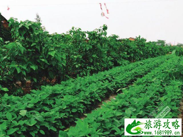 武汉周边采摘游 武汉采摘旅游攻略 武汉周边采摘游 武汉采摘旅游攻略