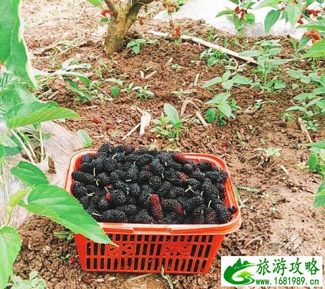 武汉周边采摘游 武汉采摘旅游攻略 武汉周边采摘游 武汉采摘旅游攻略