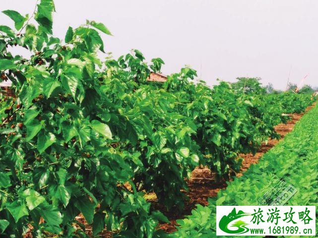武汉周边采摘游 武汉采摘旅游攻略 武汉周边采摘游 武汉采摘旅游攻略