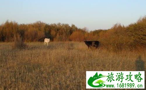 苏里格在哪 苏里格好玩吗 苏里格旅游有什么好玩的地方