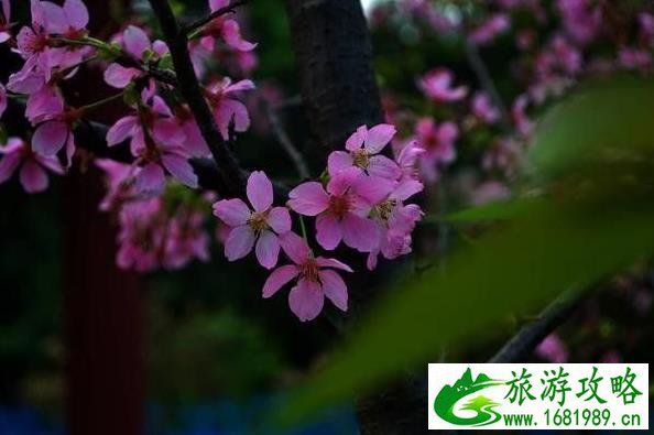 国内除了武大樱花还有那些大学有樱花 国内除了武大樱花还有那些大学有樱花