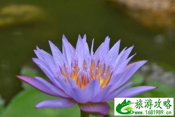国内除了武大樱花还有那些大学有樱花 国内除了武大樱花还有那些大学有樱花