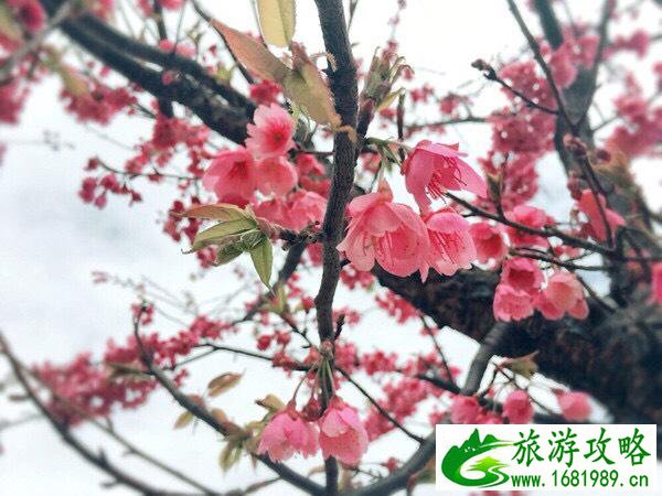 从北向南到大理 从北向南到大理