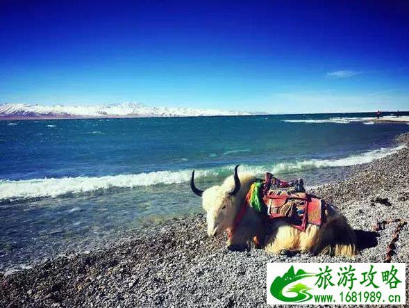 为什么大家都希望去西藏旅行 为什么大家都希望去西藏旅行
