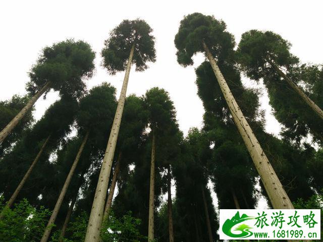 鞍子河自然保护区 崇州鞍子河 鞍子河自然保护区 崇州鞍子河
