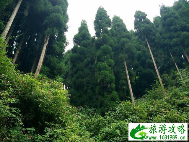 鞍子河自然保护区 崇州鞍子河 鞍子河自然保护区 崇州鞍子河