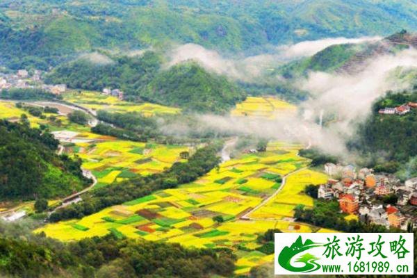 油菜花怎么拍照才好看 附详细教程 油菜花怎么拍照才好看 附详细教程