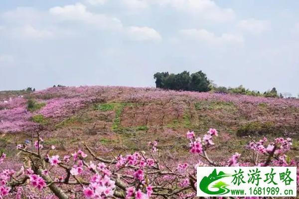 2022年成都东来桃源景区赏花地点及交通攻略