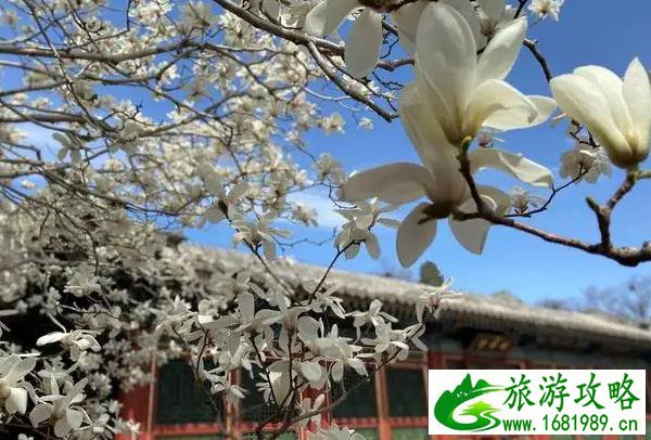 颐和园春季游玩攻略及赏花路线推荐 颐和园春季游玩攻略及赏花路线推荐