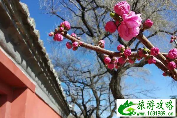 颐和园春季游玩攻略及赏花路线推荐 颐和园春季游玩攻略及赏花路线推荐