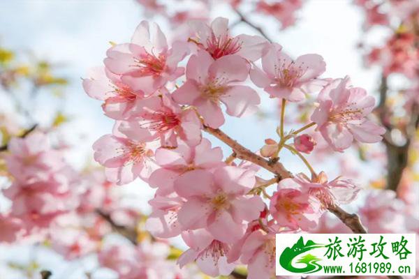 福州赏花攻略2022 福州赏花的地方 福州赏花攻略2022 福州赏花的地方