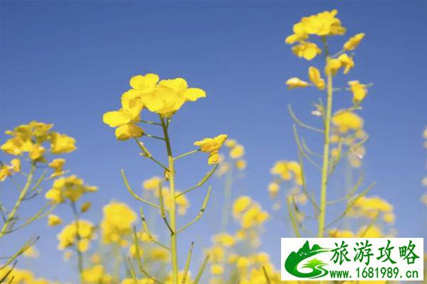 福州赏花攻略2022 福州赏花的地方 福州赏花攻略2022 福州赏花的地方