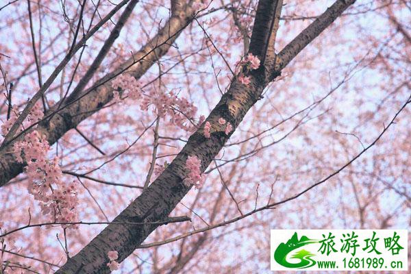 安顺平坝樱花园旅游攻略