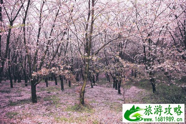 安顺平坝樱花园旅游攻略