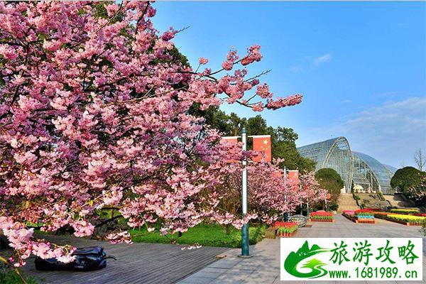 重庆南山植物园春季赏花游玩攻略