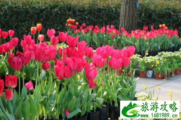 重庆南山植物园春季赏花游玩攻略