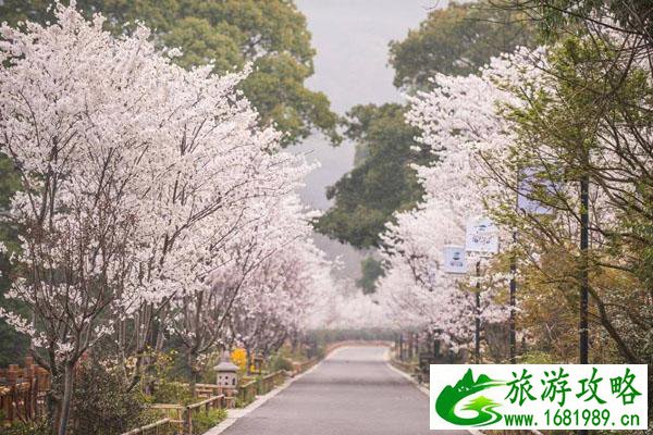 2022无锡拈花湾樱花什么时候开 赏樱游玩攻略