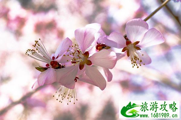 杭州滨江樱花跑道的起点和终点 杭州滨江樱花跑道的起点和终点