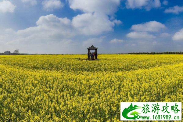 蔡甸消泗油菜花游玩攻略2022 蔡甸消泗油菜花游玩攻略2022