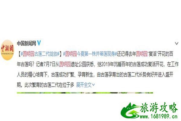 北京圆明园古莲开花 7月绽放 北京圆明园古莲开花 7月绽放