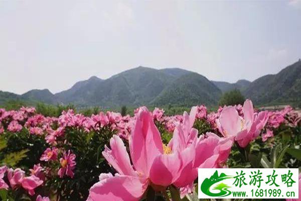 北京房山长沟镇赏花指南 北京房山长沟镇赏花指南