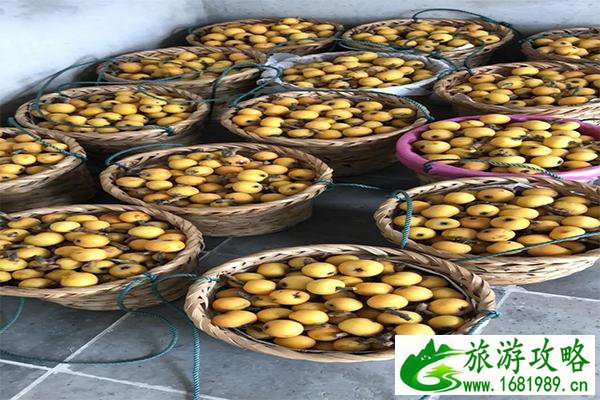 苏州东山枇杷采摘地址有哪些