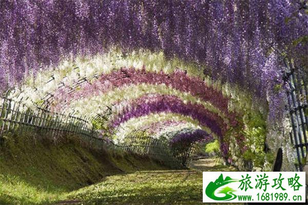 日本紫藤萝瀑布在哪 