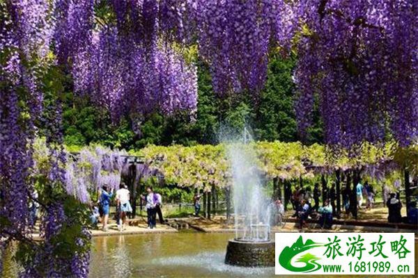日本紫藤萝瀑布在哪 