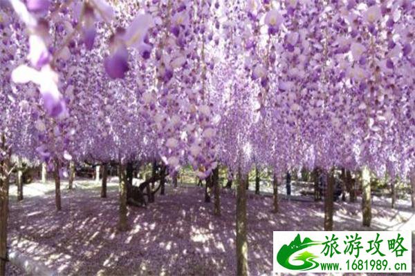 日本紫藤萝瀑布在哪 