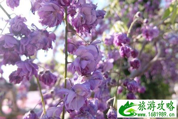日本足利花卉公园紫藤萝观赏花期是多少 地址-门票