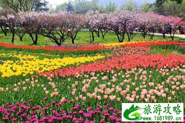 昆山巴城荷兰郁金香花节多久举办