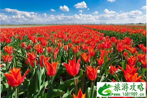 昆山巴城荷兰郁金香花节多久举办