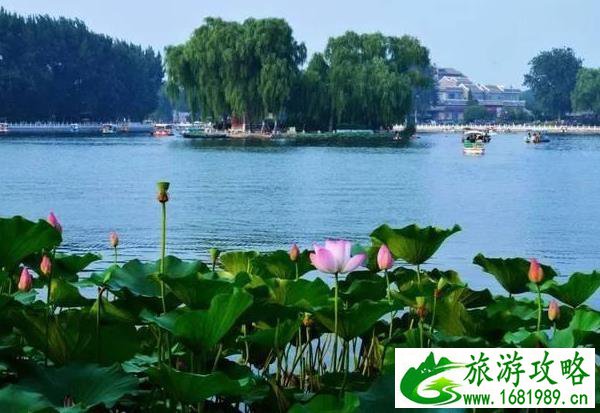 北京赏荷花的地方有哪些 北京赏荷花的地方有哪些