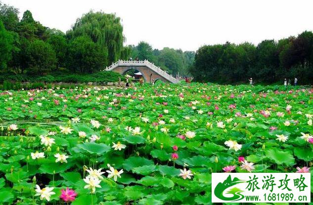 北京赏荷花的地方有哪些 北京赏荷花的地方有哪些