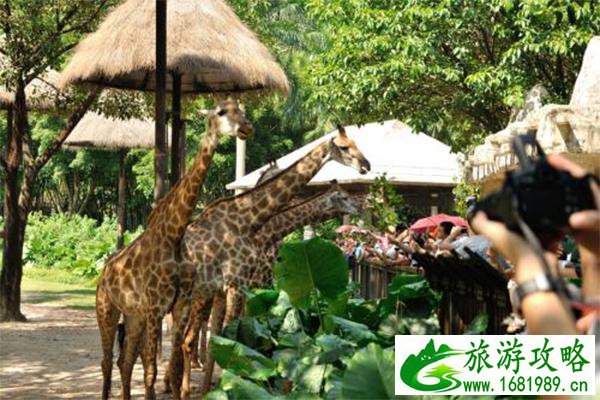 广州长隆野生动物园可以开车进去吗 广州长隆野生动物园可以开车进去吗