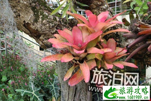泰国蜜月自由行清迈普吉岛攻略