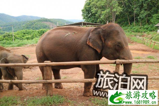 泰国蜜月自由行清迈普吉岛攻略