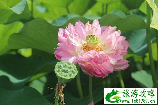 荷花制作而成的美食你知道有哪些吗