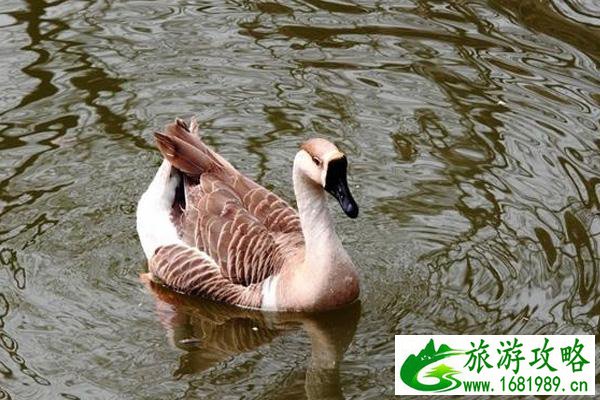赣州可以带回家的特产盘点