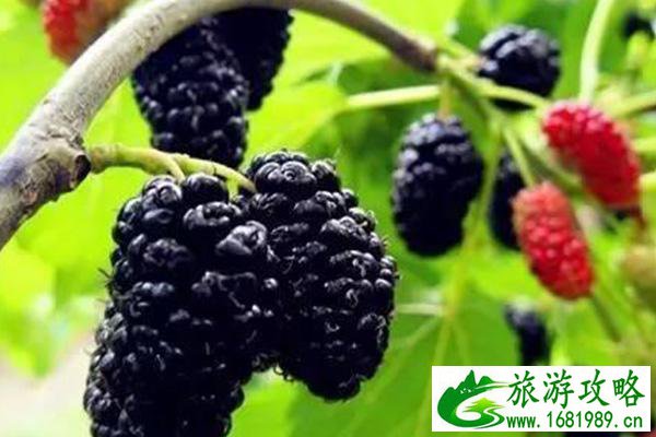 深圳桑葚采摘时间2021 深圳哪里可以摘桑葚 深圳桑葚采摘时间2021 深圳哪里可以摘桑葚