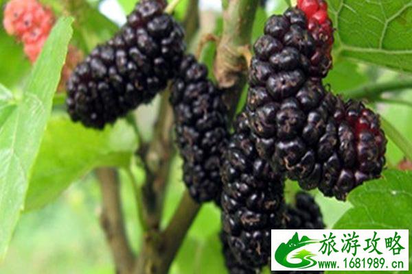 深圳桑葚采摘时间2021 深圳哪里可以摘桑葚 深圳桑葚采摘时间2021 深圳哪里可以摘桑葚