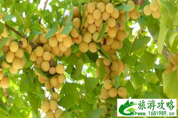 银杏果可以做什么美食